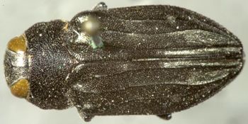 Media type: image;   Entomology 33791 Aspect: habitus dorsal view